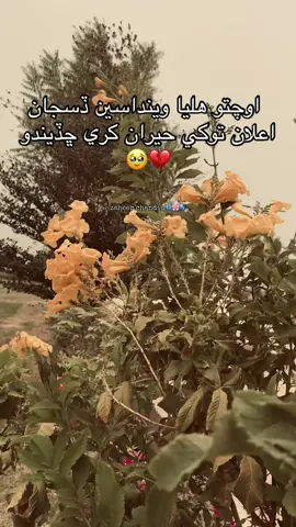 اوچتو ھليا وينداسين ڏسجان! اعلان توکي حيران کري ڇڏيندو💔🥹#sindhistatus #sindhisong #sadvideo #dontunderreviewmyvideo #sindhi 