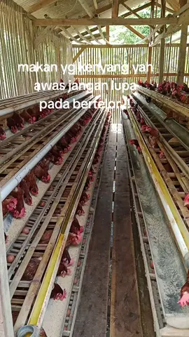 #kasih makan dulu #peternak #masukberandafyp 
