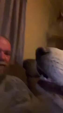 When a Great Pyrenees wants attention and loves you will give them loves!  #greatpyrenees #bigdog #funnydog #onthisday 