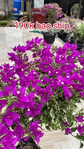 Cẩm thạch tím Huế 190k bao ship lh Zl 033-467-1297#hoagiay #hoagiayngusac #bonsai #cây #caycanh #hoa #hoagiaycamthachtim 