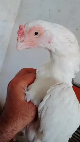 video repost kren doston Account freez hai shukria❤ #unfrezzmyaccount #viralvideo #growmyaccount 