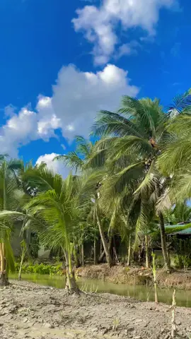 #xuhuongtiktok #lamvuonvuive #vevuontrongcay #nhacchill #canhdepthiennhien 