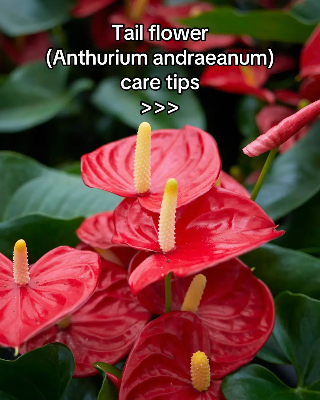 Taking care of plants has never been easier! 🌿✨ Scan any plant to identify it, get instant care tips, diagnose issues, and set reminders for watering, fertilizing, and repotting. Need expert advice? Chat with botanists right in the app! 🌱💚 #guesstheplant #plantum #plantid #plantidentification #plantcare #plantidentifier #plantumapp #PlantTok #houseplant #houseplants #indoorplants #indoorplant #plantcaretips #plantcarehacks #plantsoftiktok #plantslover #plantsmakepeoplehappy #urbanjungle  #anthurium #anthuriumlovers #anthuriumcollector #anthuriums #tailflower #anthuriumcollection #anthuriumrareplants 