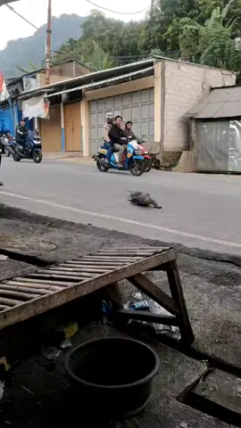 #biawak masuk warung #musin ujan ginimah biawak juga cari kopi😃