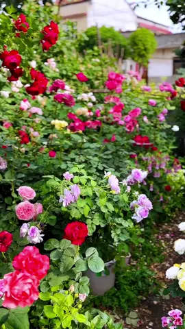 The Elegance of Flowers: A Visual Symphony #beautifulflowers, #naturelovers, #flowerphotography, #floralart, #scenery