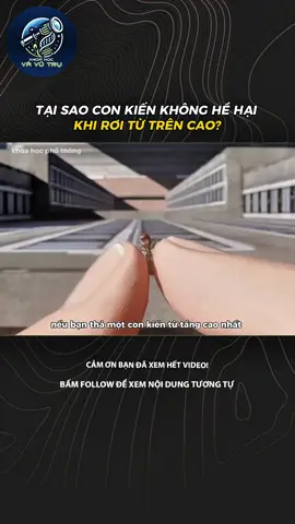 TẠI SAO CON KIẾN KHÔNG HỀ HẠI KHI RƠI TỪ TRÊN CAO? #LearnOnTikTok #xh #khampha #khoahoc #fyp 
