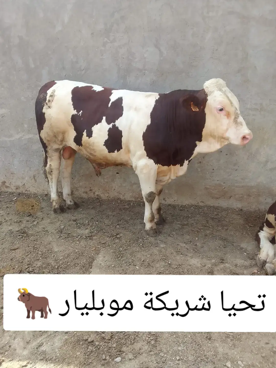 تحيا شريكة الموالة و الرامول 🥩🤠🐂  #الموالة_وين_مكانو #الموال #لحمرة #البقرة 
