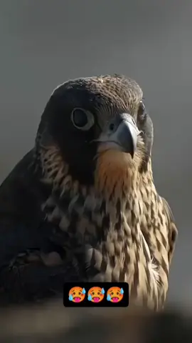 #CapCut #foryou #🦅 #falcon #speed 