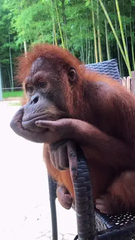 #orangutan #animals 
