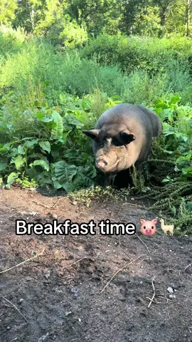 Breakfast time for the fam #alpaca #alpacasoftiktok  #farmlife #pigsoftiktok 