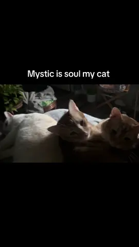#cats #disassociation #loverboy #pleasepleaseplease 