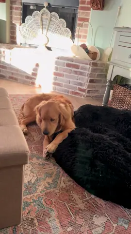 IYKYK  those of you with retrievers know what I’m talking about🤣  They like to bring tree branches in your house.  I really just need to start using them as decor and just go with the flow.       #goldenretrieverlife #puppy #goldensoftiktok #goldenretriever #suzysgoldengirls 