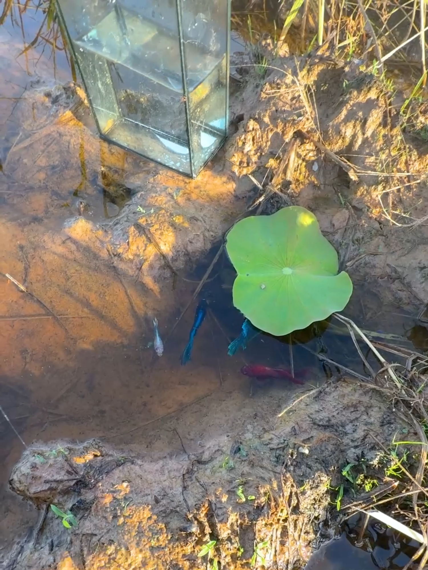 #beutifulfish🐠💞 #goldenfish #bettafish #fish