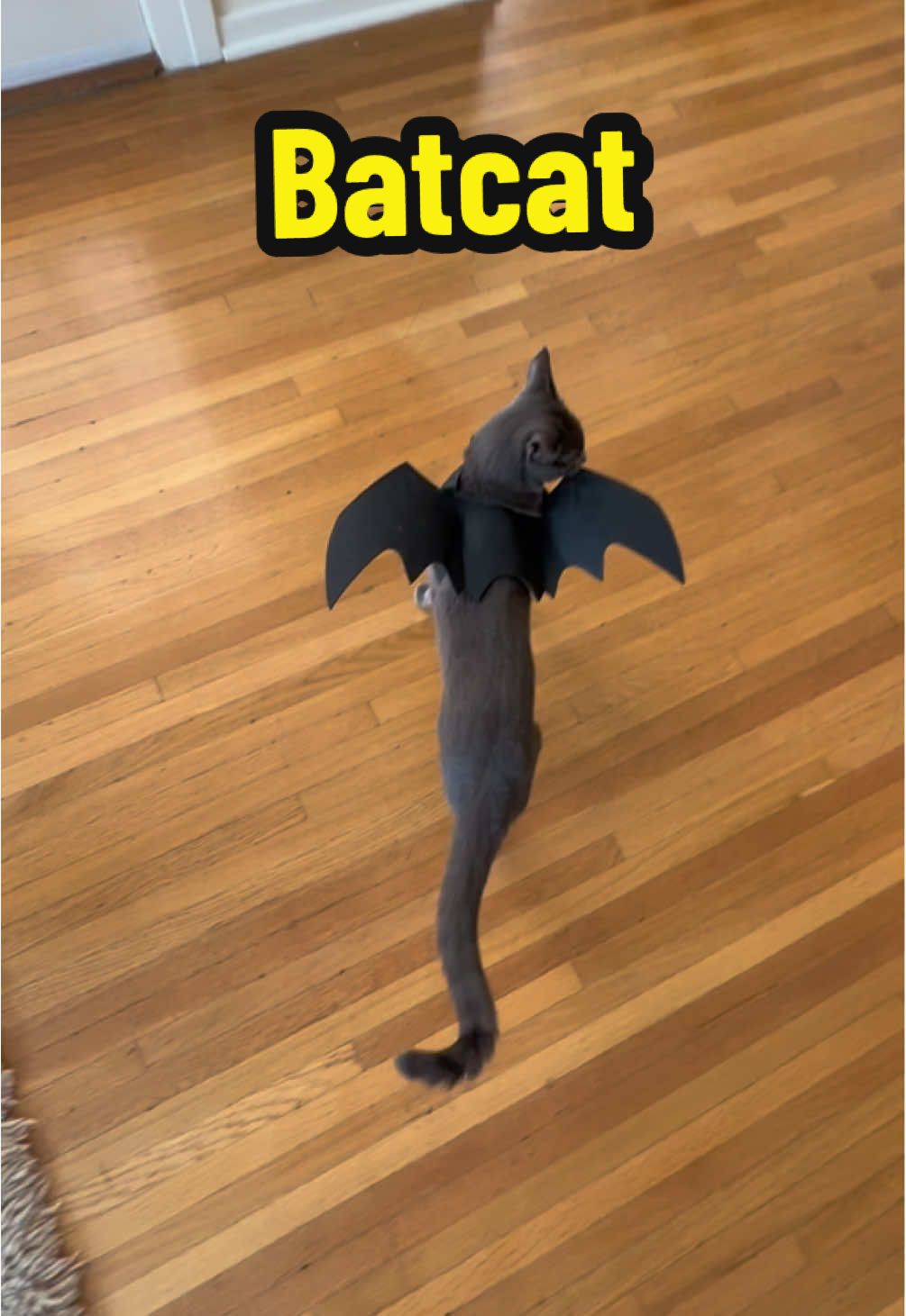 What are you and your pet going as for Halloween this year?🦇🐈‍⬛ #ad 