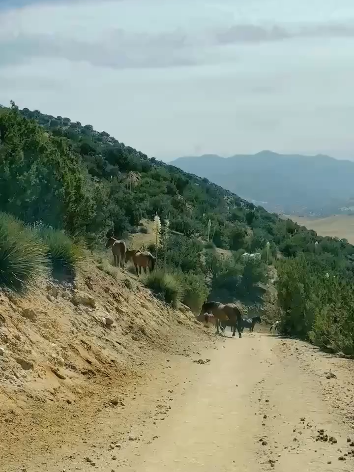Friday for Fun: This is what a traffic jam looks like at Wild Horse Canyon Sanctuary during morning feed rush. Fun fact: we have 400 horses. Each horse will eat approx 20lbs of hay, cubes, or pellets each day. That's 8,000 lbs of feed per day for all our horses. 56,0000 lbs per week. 2,912,000 lbs per year. So each horse could consume 7,280 lbs per year. 😵‍💫 #lifesaverswildhorserescue #wildhorserescue #wildhorsesanctuary #wildhorses #rescuedhorses #hungryhorses