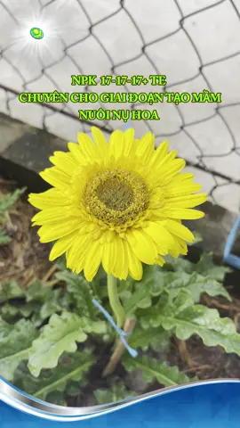 Gói npk 17-17-17+te chuyên cho giai đoạn tạo mầm hoa và nuôi dưỡng nụ hoa đây ạ ! #phanbon #phanbonchatluongcao #maivang #hoa 