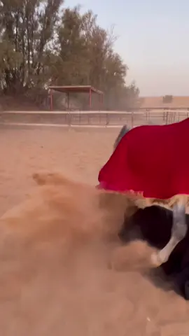 حركة غير مقصودة🥲#اكسبلور #خيل_وخياله🐎 #فروسية #foryou #fyp 