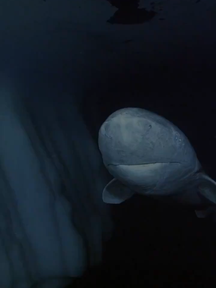 #lemonvideo3 #amazing #omg #tiktok  Greenland sharks determined by radiocarbon dating of crystals within the lens of their eyes, say that the oldest of the animals had lived for 392±120 years and was consequently born between 1504 and 1744.
