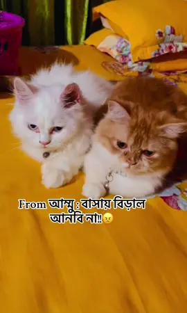 #fyp #catsoftiktok #catlover #catwithowner #cutecatcouple 