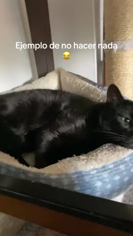 #gatostiktok #gatos #fypシ #💙🤍🇸🇻salvadoreña🇸🇻💙🤍 