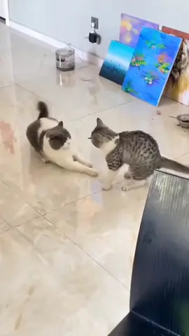 😅😅😅 #fypシ #cat #foryou #fyppppppppppppppppppppppp #cattok 