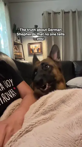 They say German Shepherds are dangerous… but the truth is, they love harder than people. ❤️🐾 #dog #germanshepherd #LIVEIncentiveProgram #GoLIVEGrowFast #PaidPartnership 