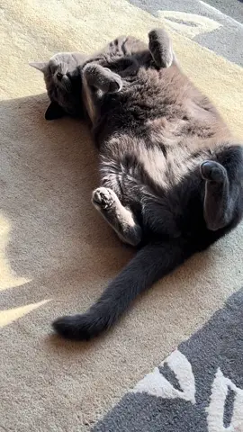 #cat #keira #catsoftiktok #pets #fyp 
