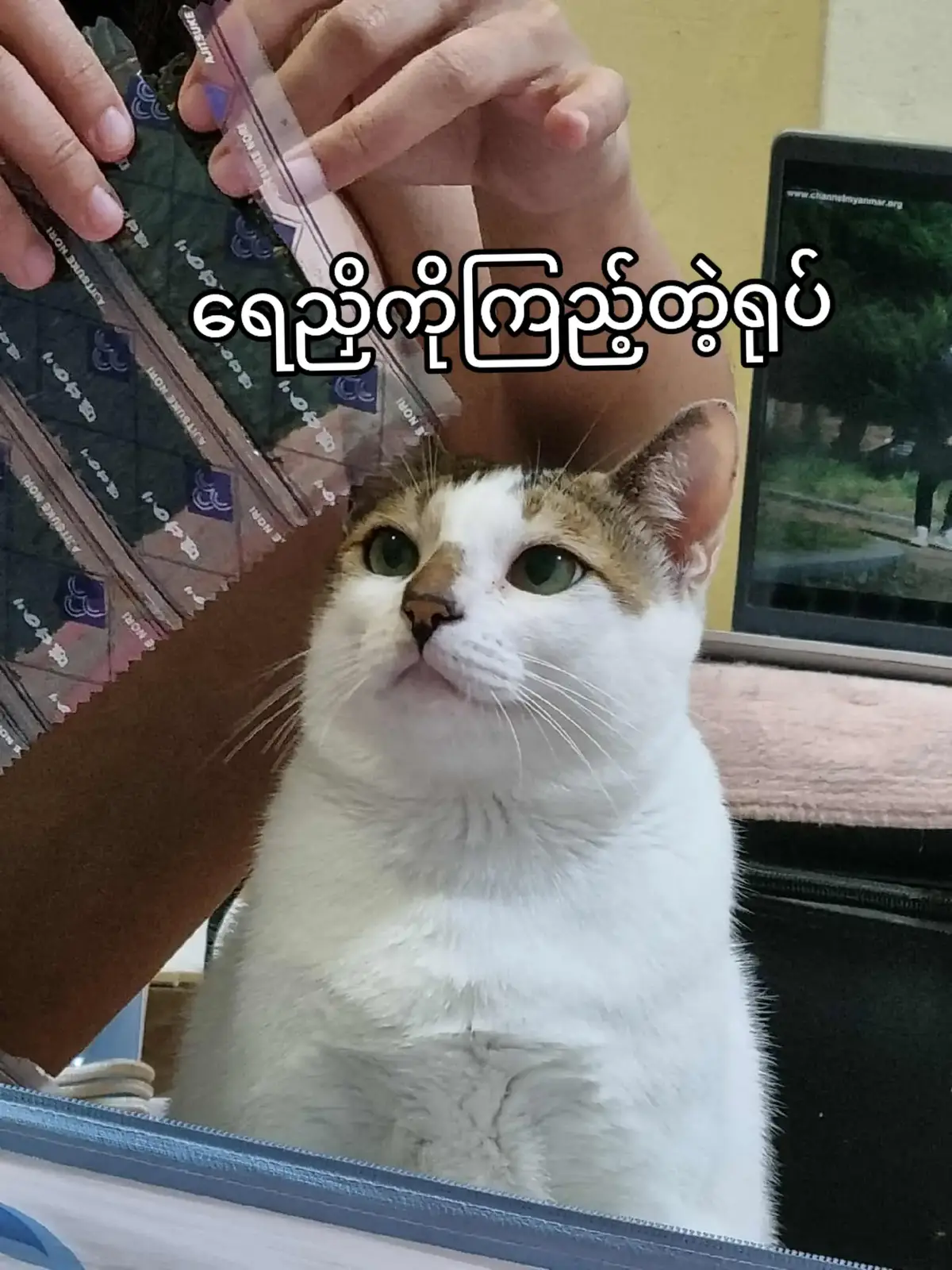 look at my cat @kaukseinma 