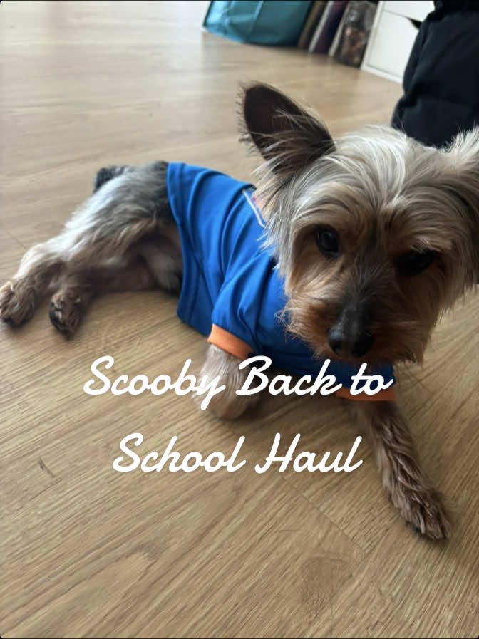 Scooby’s back to school haul! 🐶 #dog #yorkie #dogmom #backtoschool #yorkiemom 