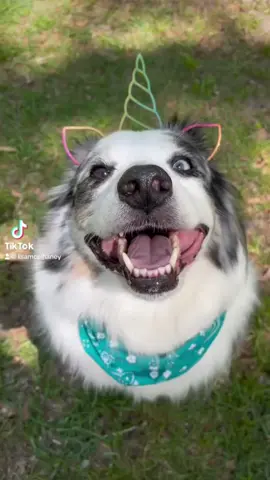 #animals #funny #dogs #funnytiktoks #fluffy 
