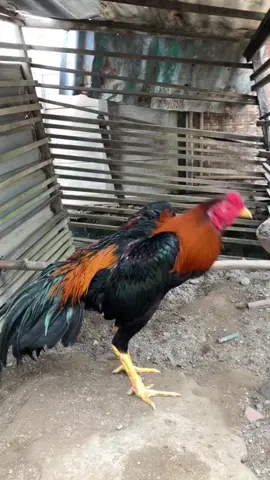 bangkok clasic umur 9bln#ayambangkok #fyp 