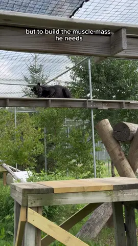 From exploitation to peace, jaguar Louie’s life looks drastically different than what it was before ❤️‍🩹🐾. And his incredible transformation wouldn’t have been possible without your support 💌. Thank YOU for giving him the gift of a lifetime safe at sanctuary!  #jaguar #jaguars #blackjaguar #pantheraonca #bigcat #bigcatlover #rescuetransformation #bigcats #melanistic #panther #blackpanther #rescuedcat #westcoastgameparksafari #bandonoregon #wildcatsanctuary 