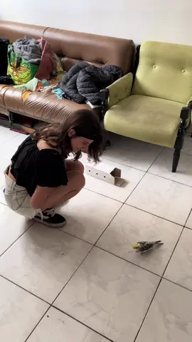 Primeiro dia do Joaquim aqui em casa  #calopsita #pet #animais #passaros #aves 
