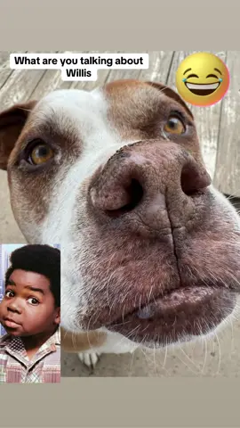 #onthisday #fypシ゚viral🖤tiktok☆♡🦋myvideo #dogmamadrea #dogsoftiktokviral #Dd #differentstrokes  #watchatalkingaboutwlis 