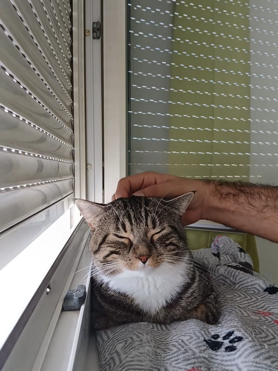 Séance de nettoyage  #chat #beau #nettoyage #poil 