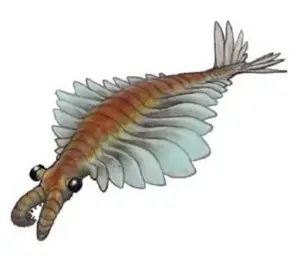 #cambrian #anomolocaris #cambrianexplosion #prehistoric #edit 