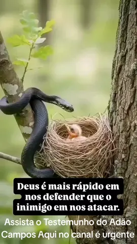 EU SENTI DE DEUS COMPARTILHAR  O TESTEMUNHO DO ADÃO CAMPOS COM VOCÊ. O TESTEMUNHO DO ADÃO CAMPOS ESTÁ DISPONÍVEL AQUI NO CANAL EM 2 PARTES. DEUS TEM PRESSA QUE TODOS CONHEÇA O TESTEMUNHO DO ADÃO CAMPOS O MAIS RÁPIDO POSSÍVEL  POR FAVOR OUÇA COM MUITA ATENÇÃO.  E COMPARTILHA COM SEUS FAMILIARES, AMIGOS,  CONTATOS, GRUPOS DE WHATSAPP, TELEGRAM.....
