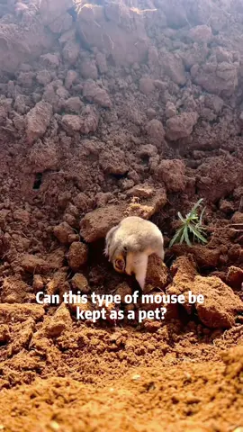 Some cute mice can’t be your friends #Science #mice #usa #us #usa🇺🇸 