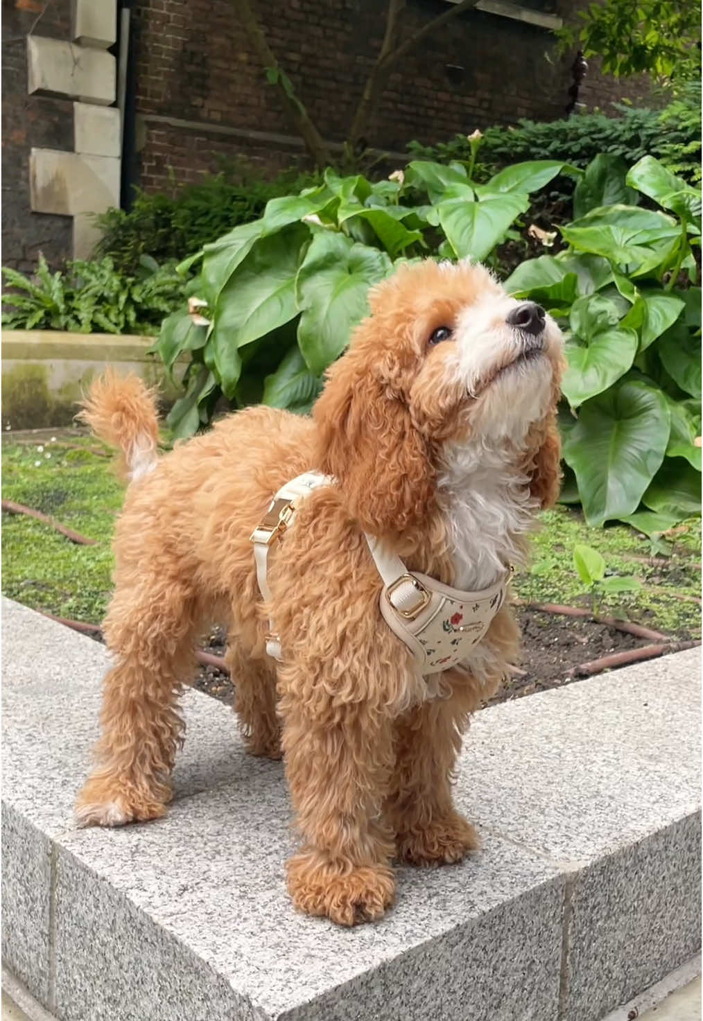 #petfashion #dogsoftiktok #London #fyp #doglife 