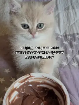 #лютик #котенок #котлютик #щитпост #рекомендации 