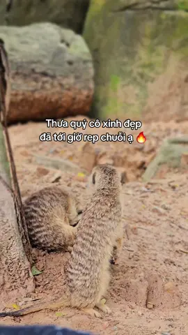 Dạ, xin mời 🔥🔥🔥 #VinWonders #GreenCreator #dulich #chuoi  #vinpearlsafariphuquoc 