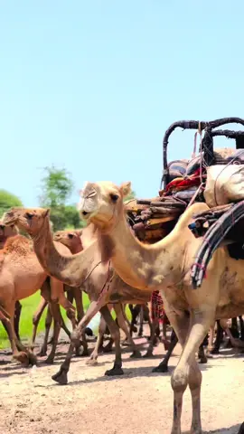 #excellence #moussa #village @MASSOUD TCHAD🇹🇩 @Mht__nour_conseiller @___cantomi___ @Iman London @🎀Myra al mahmoudiya🎀  @خواطر وعبارات📚 