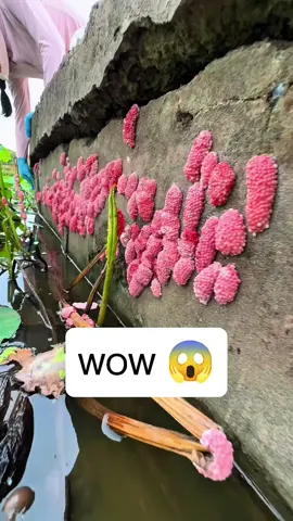 🐌🐌🐌🐌🐌#snail #egg #asmr #satisfying #remove 