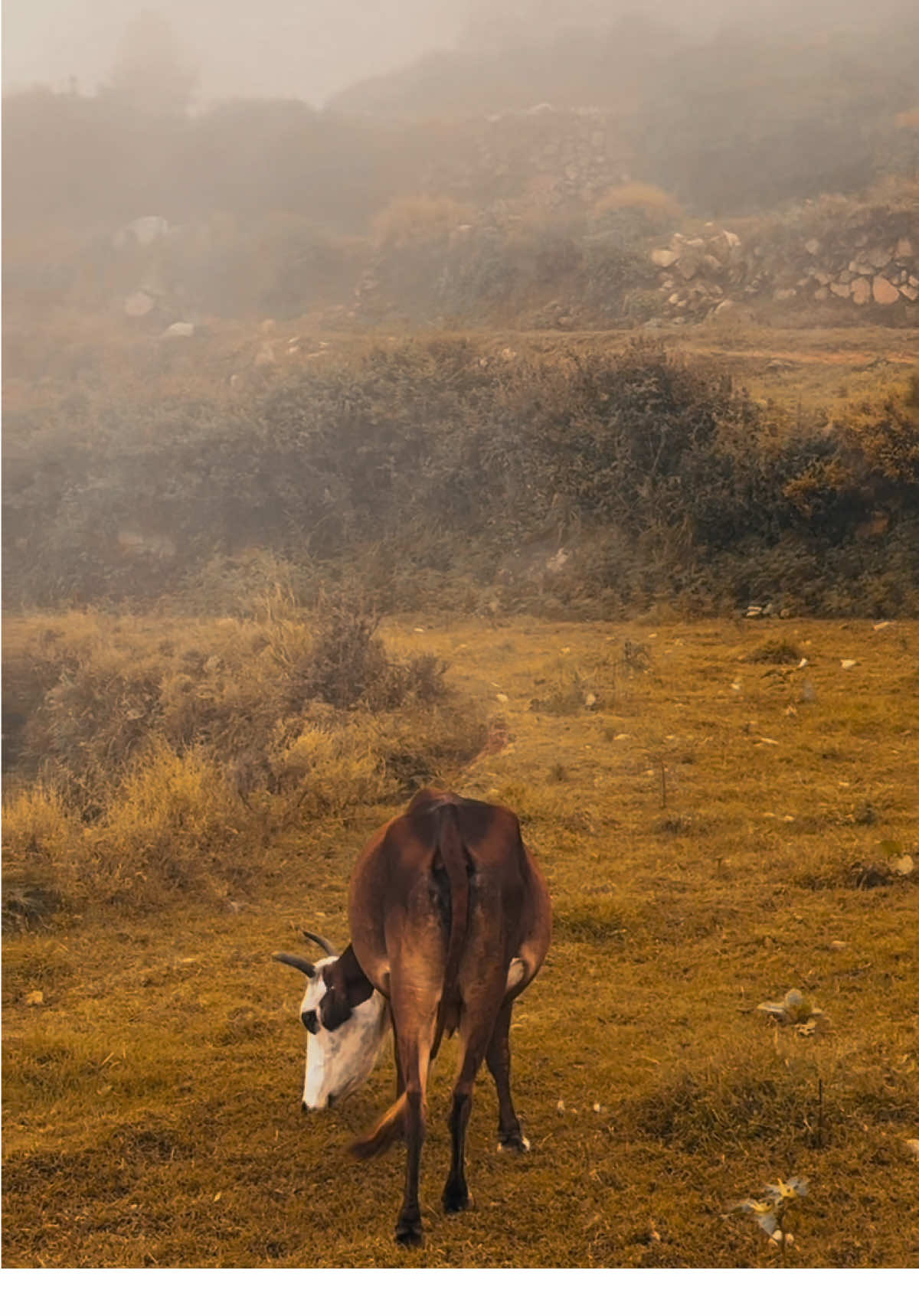 …❤️‍🩹🥺🥺#foryoupage #poshto_poetry #1millionaudition #lines💔 #trending 