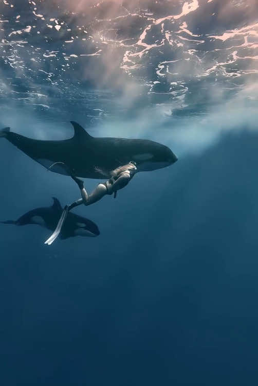 Flying with the Gods of the deep. Exploration and filming with the best #amazingocean 