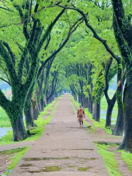 প্রকৃতি তার বিশেষ রুপ ধারণ করতে ব্যাস্ত, প্রকৃতি প্রেমীরা সেই রুপ রং উপভোগ করতে অভ্যস্ত 🥰 #collectiveworld #naturelover #PeaceVibes #foryoupage #nature 