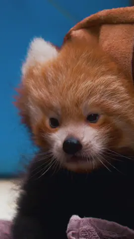 The red panda cubs had their very first health check! 🩺 🐾 We're excited to share that we have a healthy boy and a girl, both doing really well under mum's care.  Red pandas are endangered in the wild, with fewer than 10,000 left. Every cub born in zoos plays a vital role in helping to secure the species' future. 🌍 See our red pandas at Banham Zoo this Bank Holiday Weekend! 🌿 #redpanda #redpandacubs #redpandababies #redpandas #cuteanimals