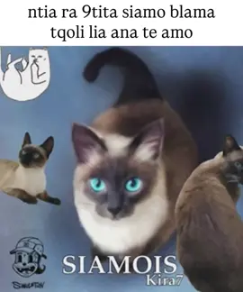 Ntiya ra qtita siamo  #kira7 #rabat #fyp #casa #fyppppppppppppppppppppppp #foryoupage #foryoupage #fakegang #dosei #rap #explore #foryou #getafe #cobrapretty #viral #blan #m3ks #siamo #cat 