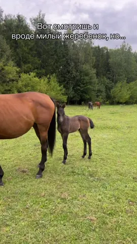 #лошади #horse #жеребенок 