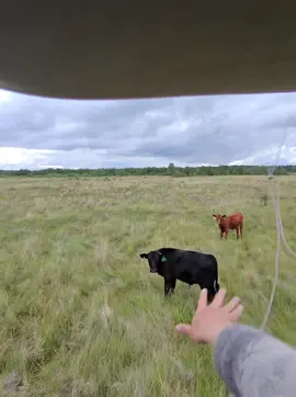 #cowboy #cowgirl #viral #fyp #roping #horsetok #cowtok #getmefamous 